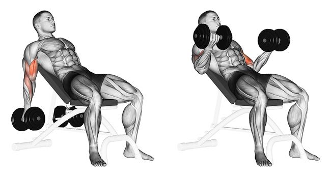 seated incline dumbbell curls for biceps