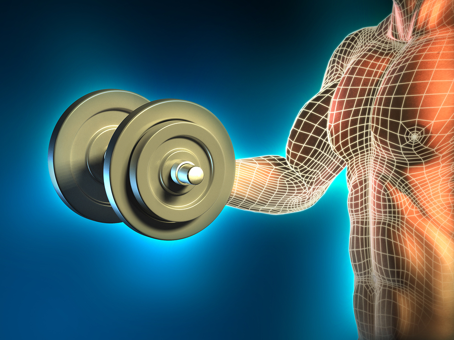 About fitness - how muscles grow