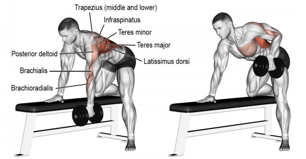 Back workout for online beginners