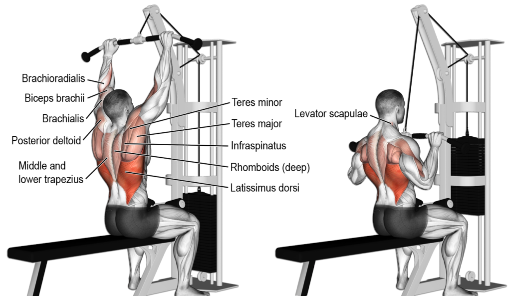 lat pull downs beginner back workout