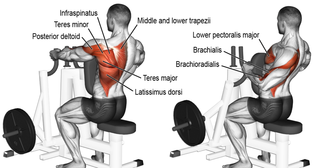 Back workout machines at the online gym