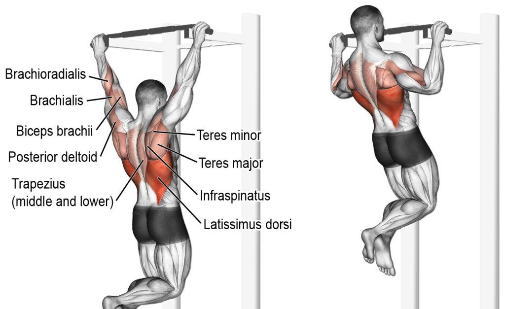 Back exercises at home best sale for beginners