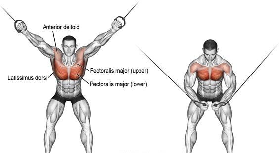 cable flys chest exercises