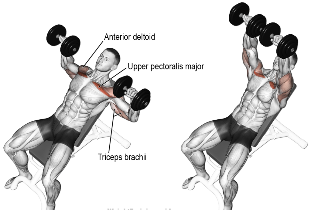 incline dumbbell chest press