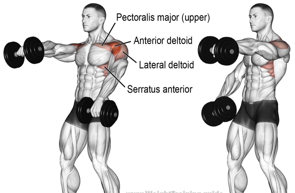 Shoulder Workouts Best Exercises For Beginners At The Gym