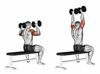 overhead dumbbell press shoulders