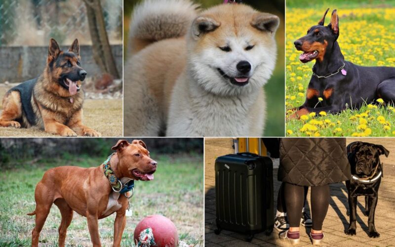 15 Best Guard Dog Breeds For Teens Who Live Alone