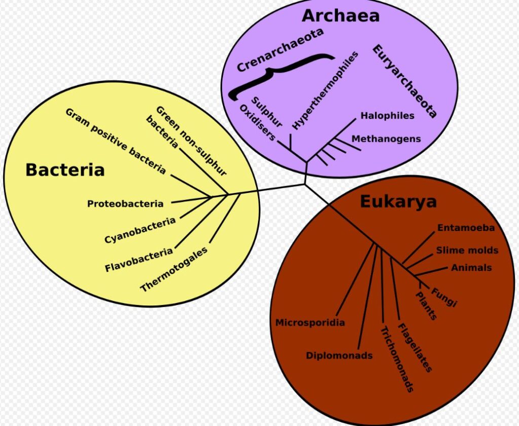 Evolution explains the origin of life