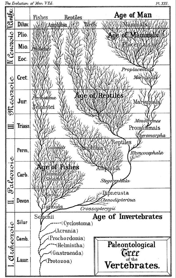 Evolution is just a theory