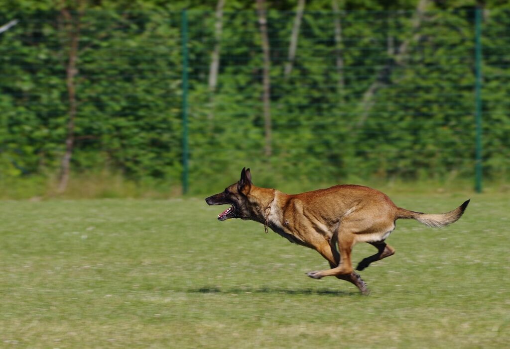 Belgian Malinois