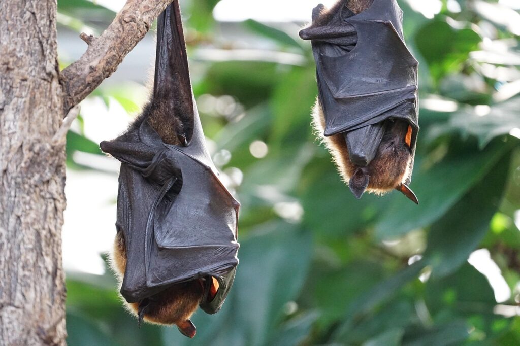Bats are blind