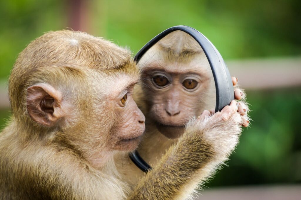Individuals evolve in their lifetime