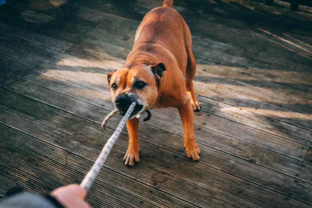 Staffordshire Bull Terrier