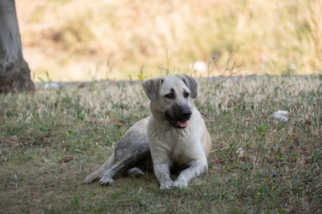 Anatolian Shepherd