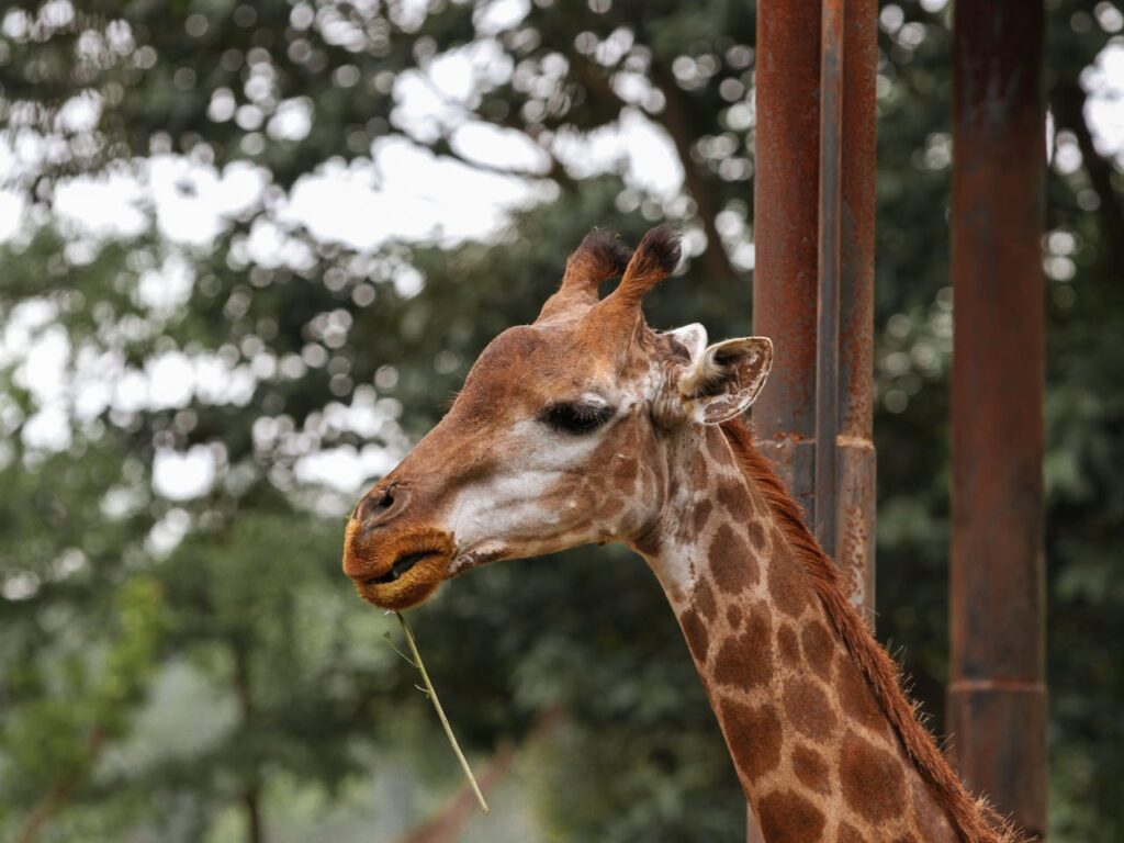 Illegal to Tie a Giraffe to a Pole