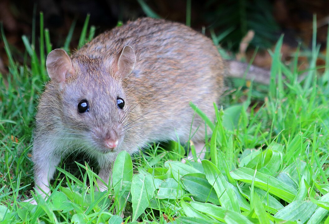 Rat Infestations Run Wild