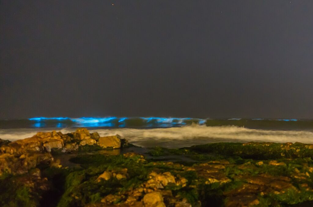 Bioluminescent Waves
