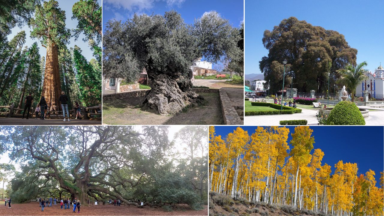 12 Historic Trees That Are Natural Monuments of Time