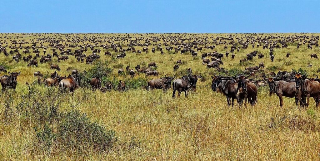 Great Animal Migrations