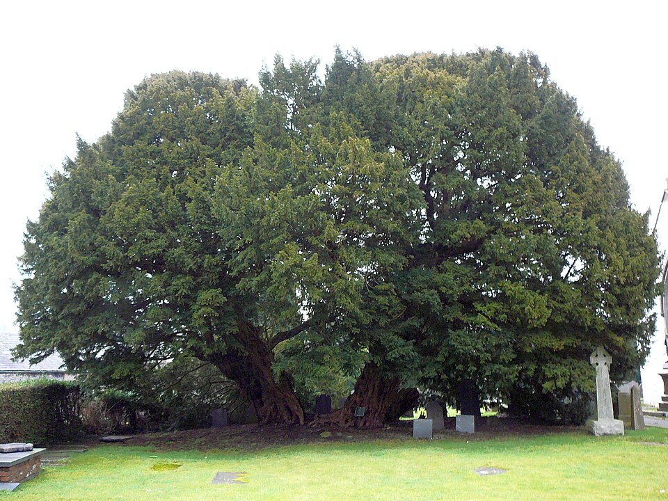 Llangernyw Yew (Conwy, Wales)