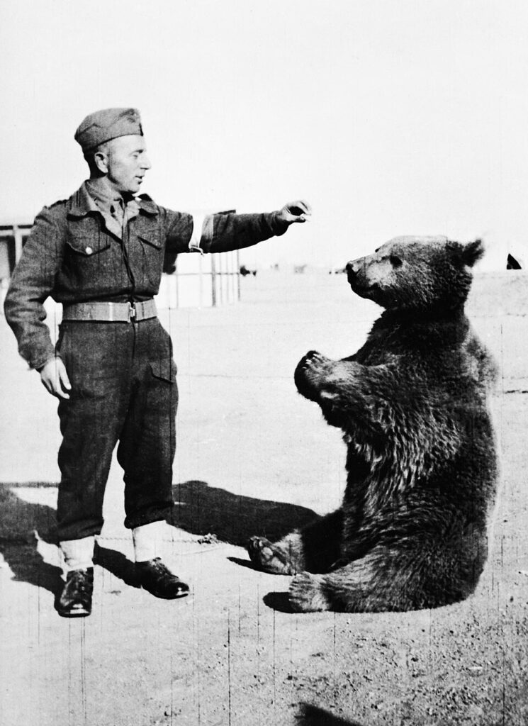A Bear Fought for the Allies