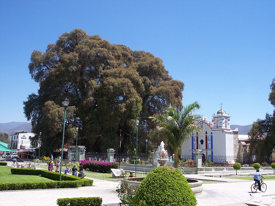Árbol del Tule (Oaxaca, Mexico)