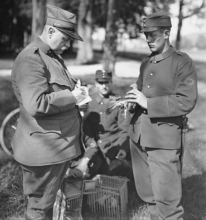 Mail Delivered by Pigeons and Mules