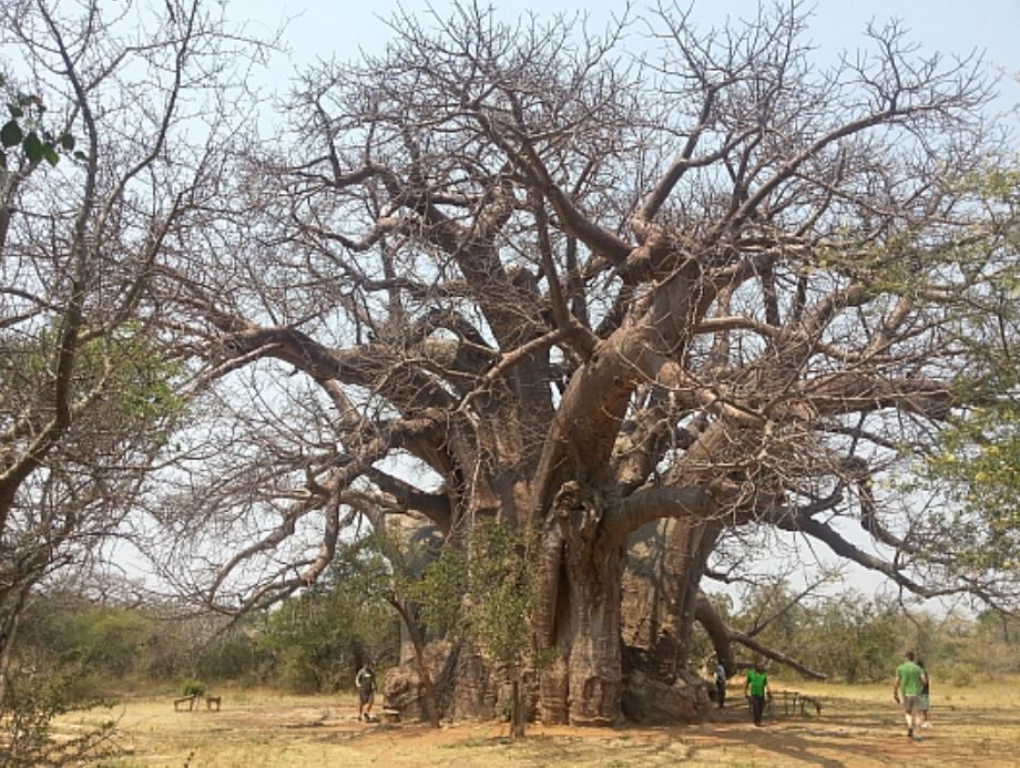 Sagole Big Tree (Limpopo, South Africa)