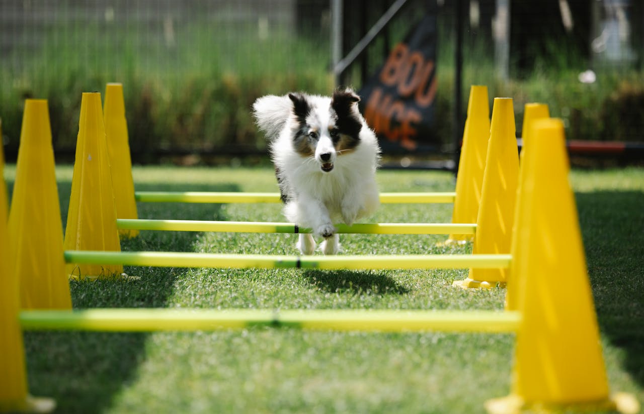 Exercise, Enrichment, And Energy