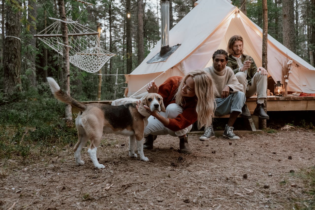 Beagle