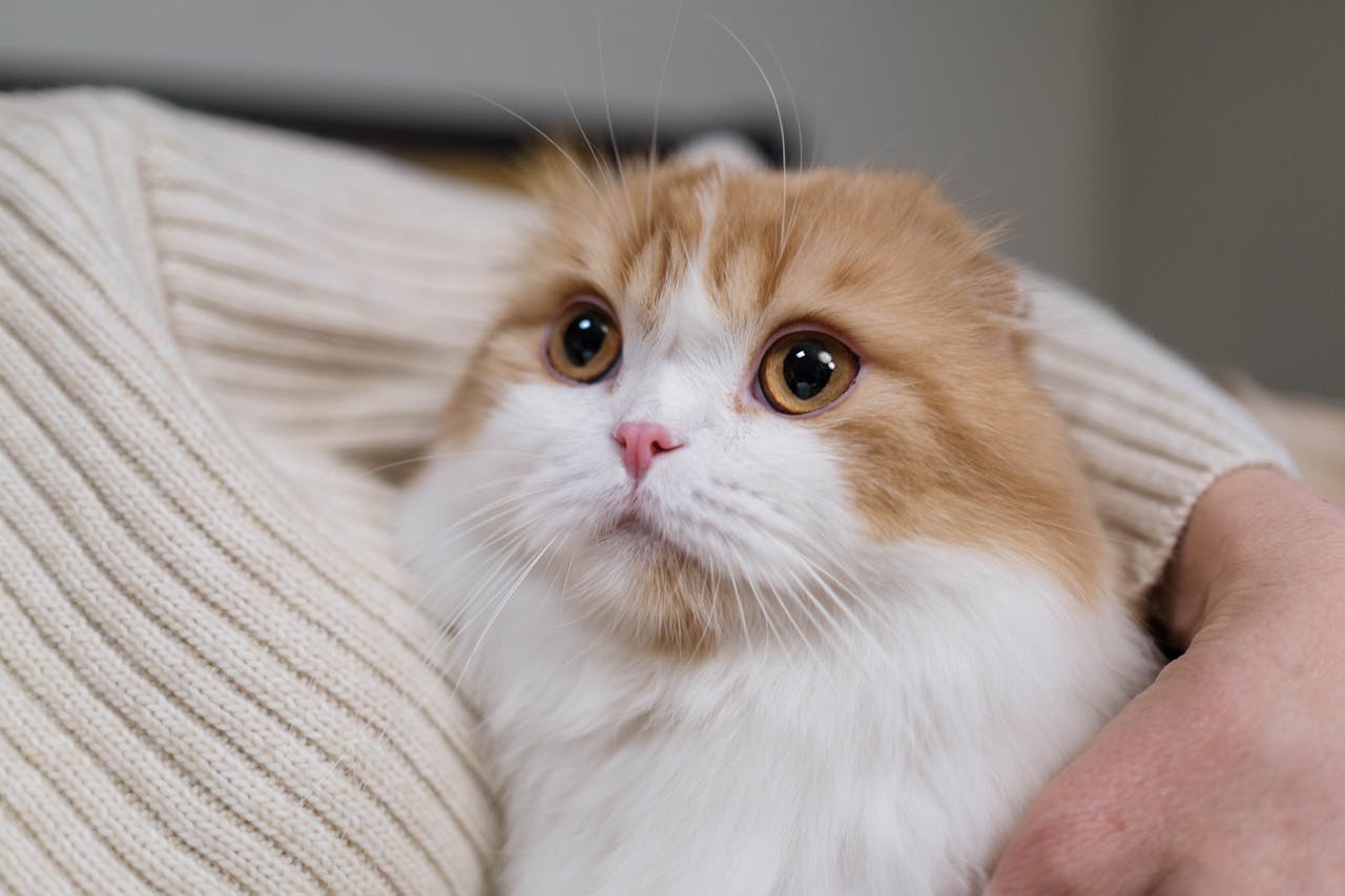 10 Cat Breeds For Teens Looking for an Affectionate Companion