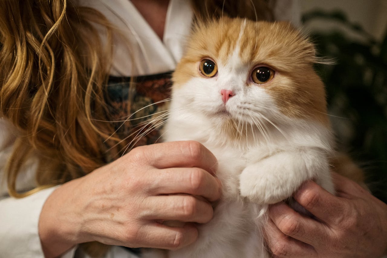 Scottish Fold