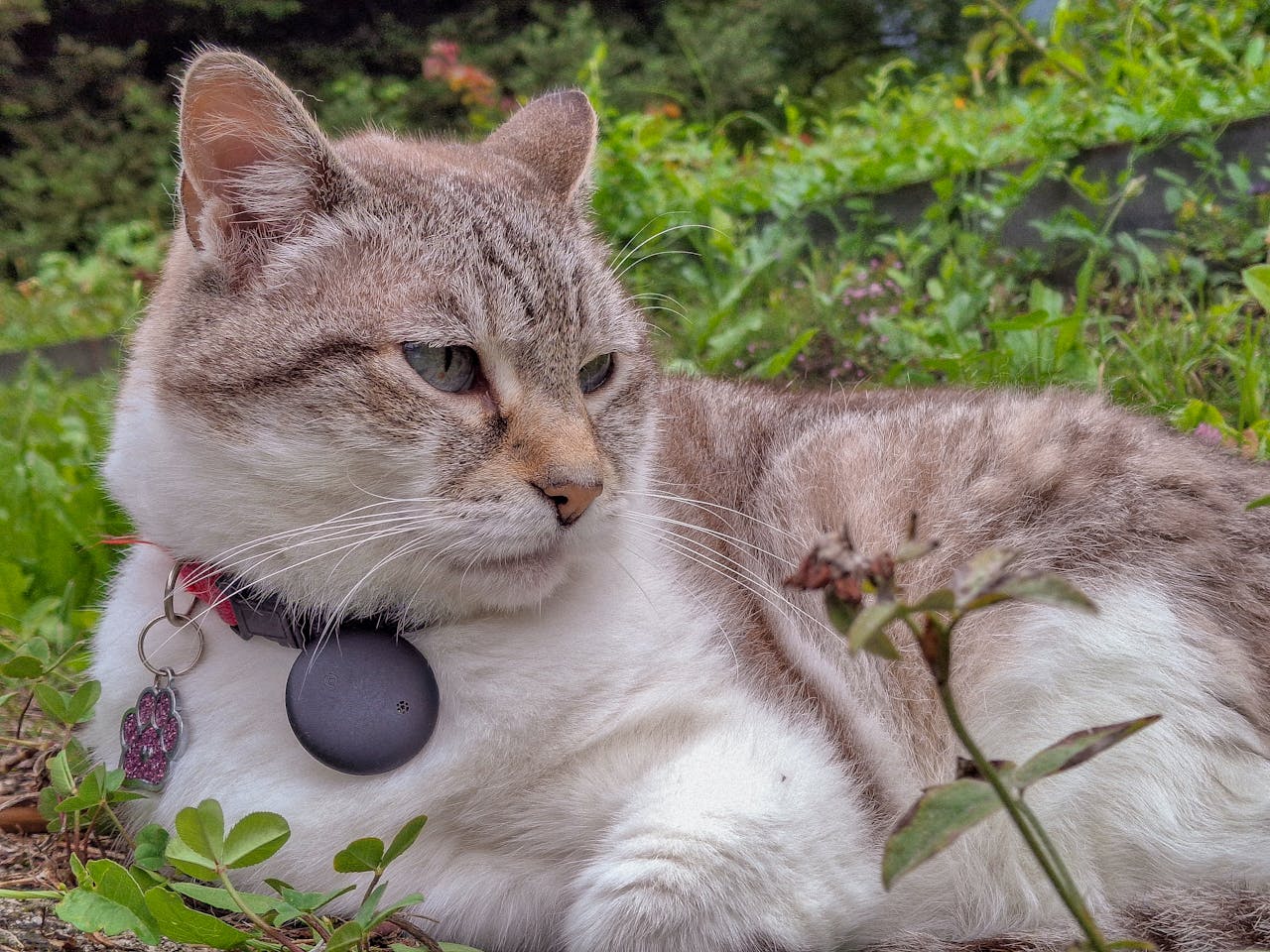 IDs, Licenses, And Microchips