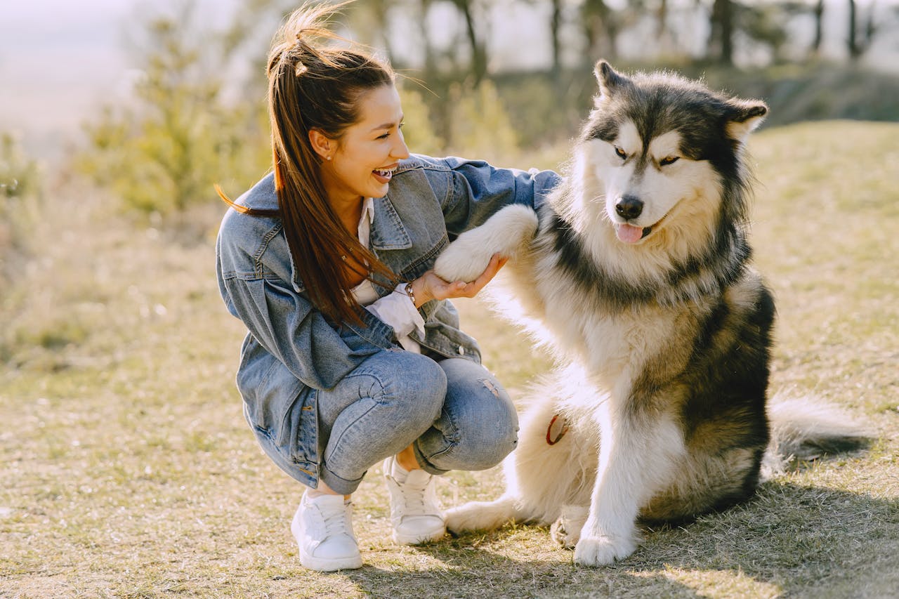Positive Training Builds Patience - Training Dog
