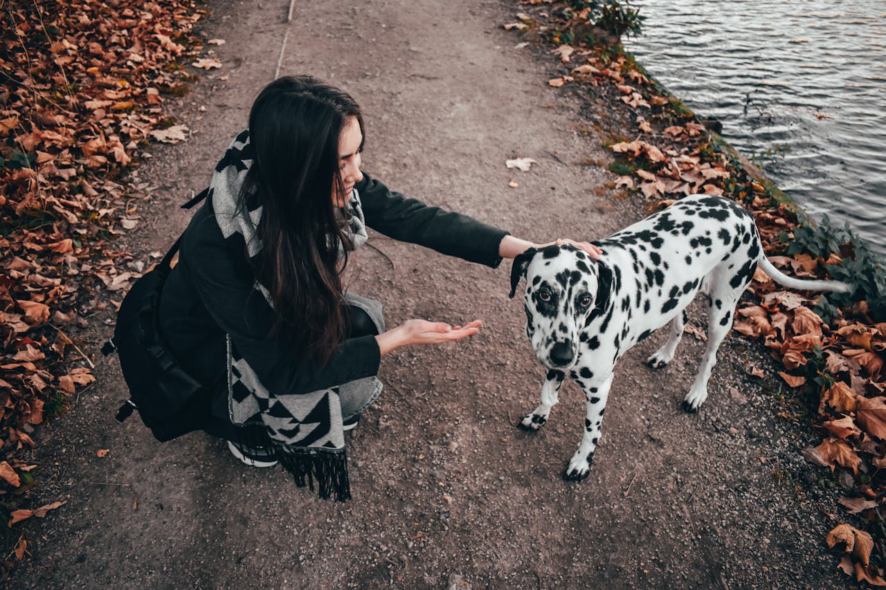Dalmatian