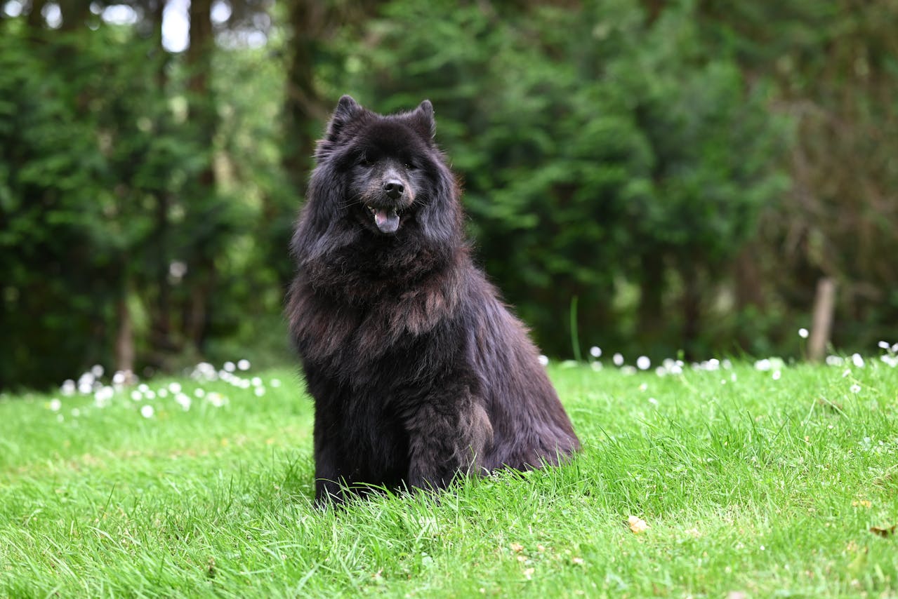 Chow Chow