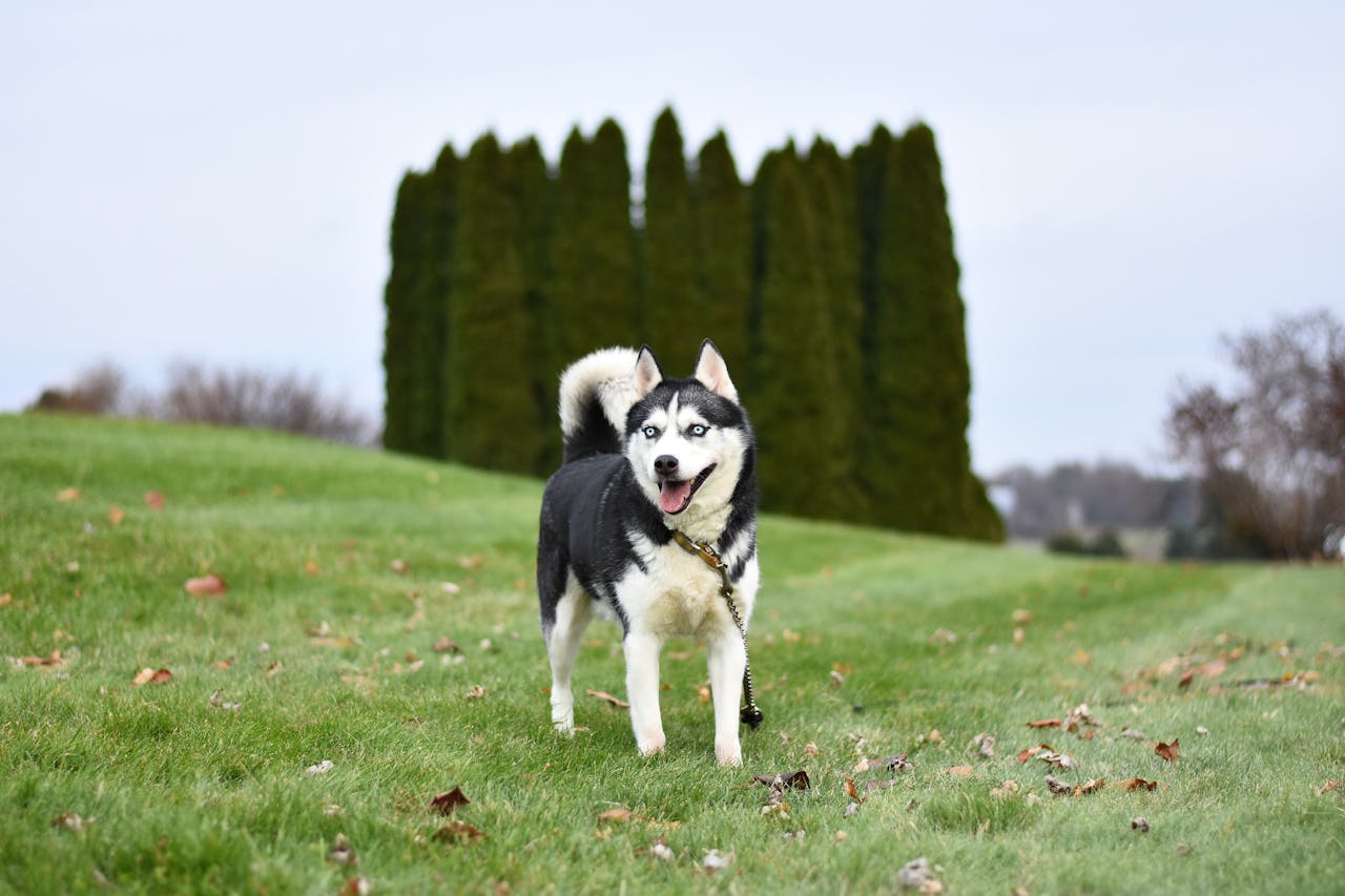 Siberian Husky
