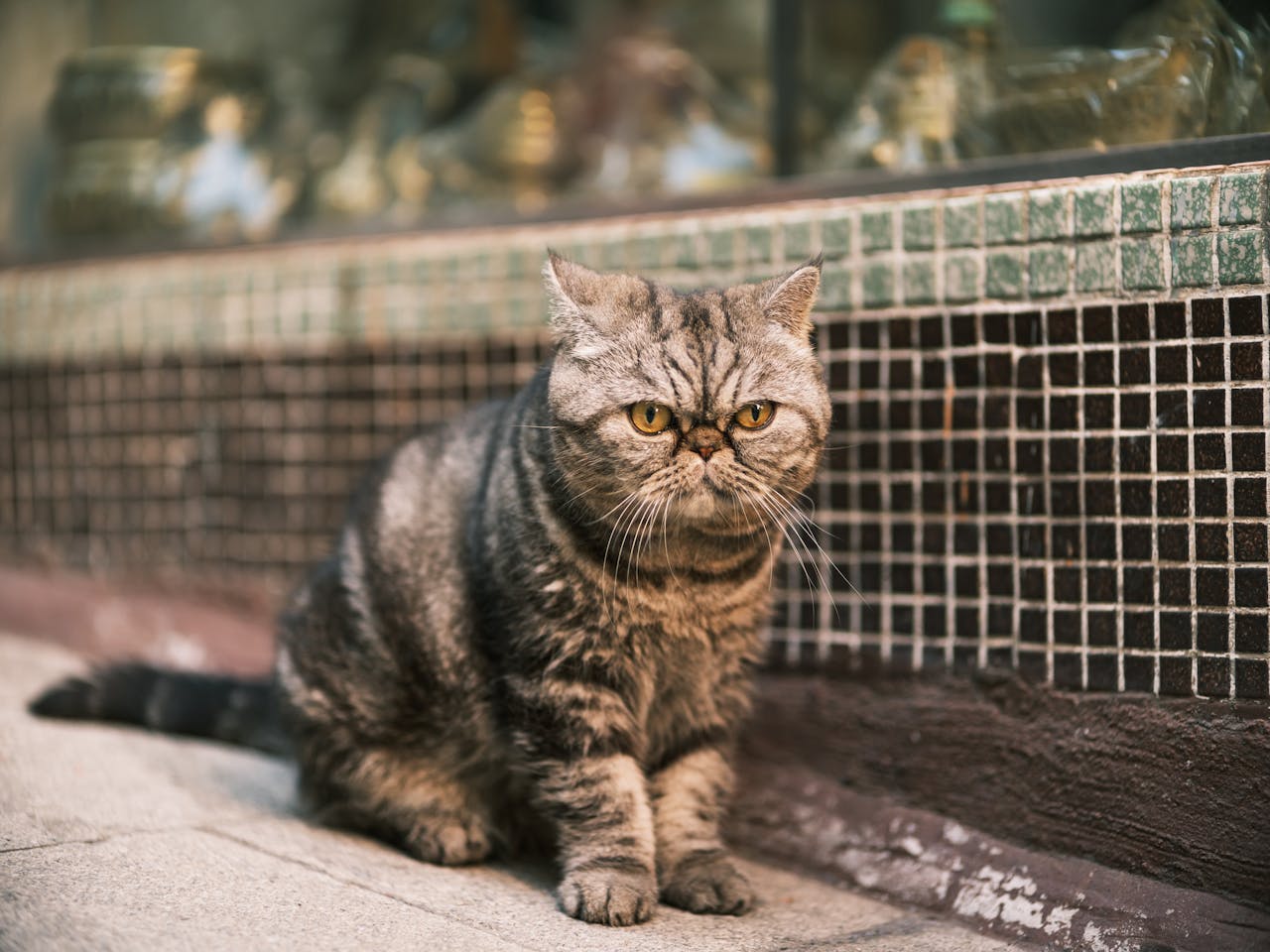 Exotic Shorthair