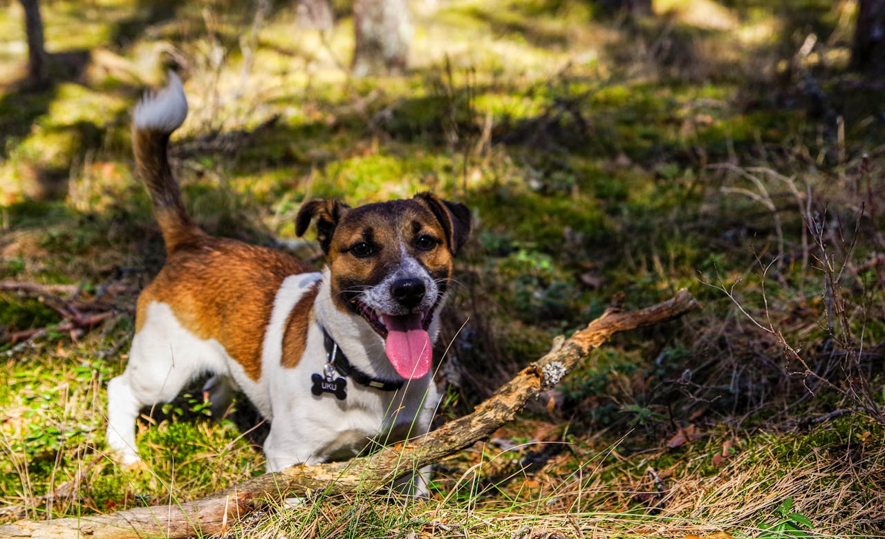 Jack Russell Terrier