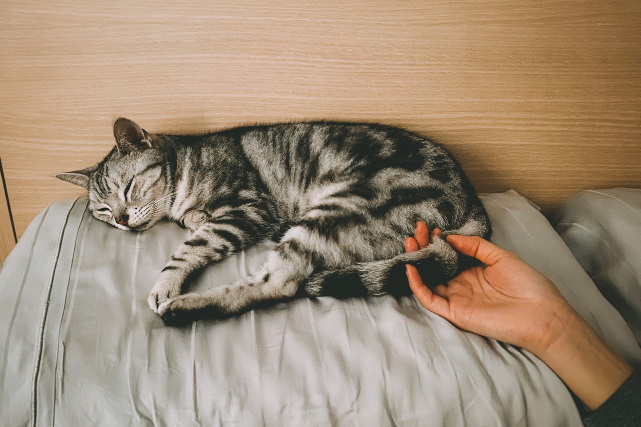 American Shorthair