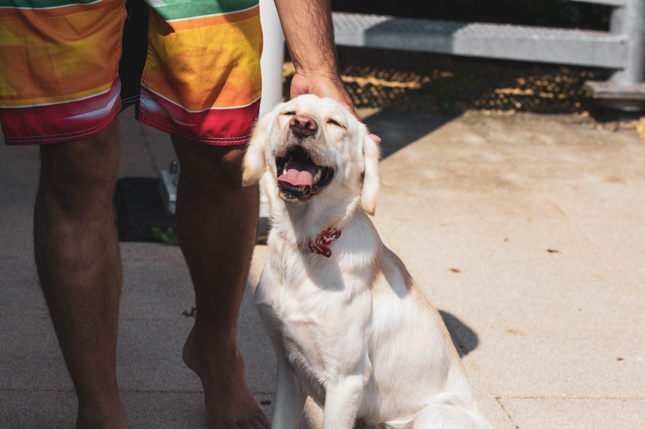 Labrador Retriever