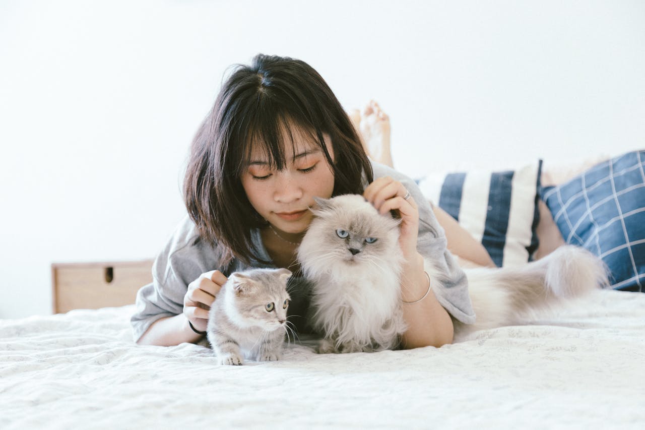10 Cat Breeds Known for Being Surprisingly Affectionate (For Teens Who Live Alone and Need a Companion)