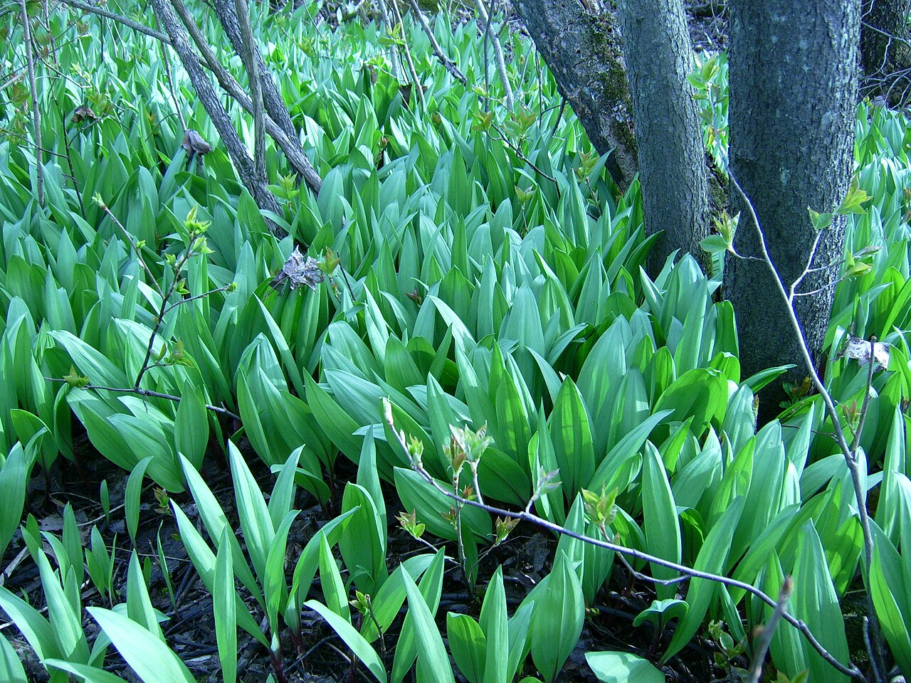 Feast of the Ramson, West Virginia