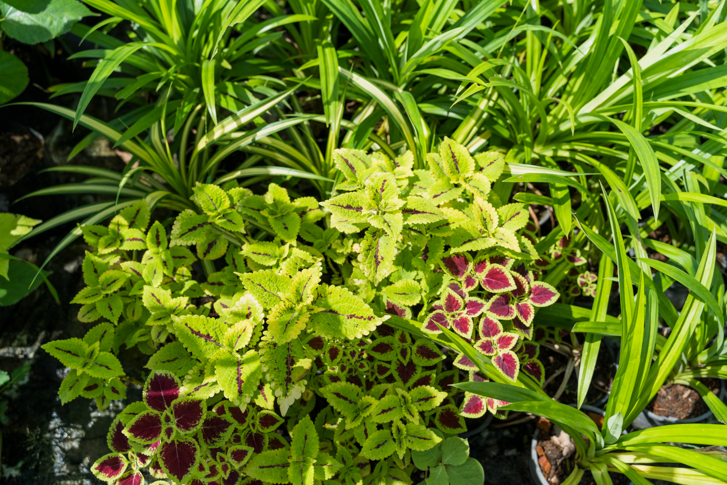 Plant Native Layers