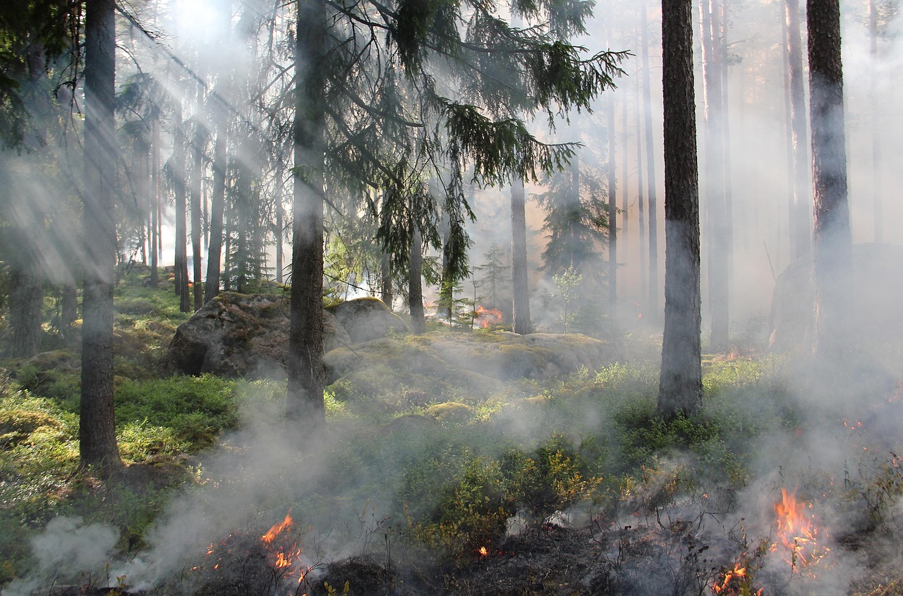Forest burning
