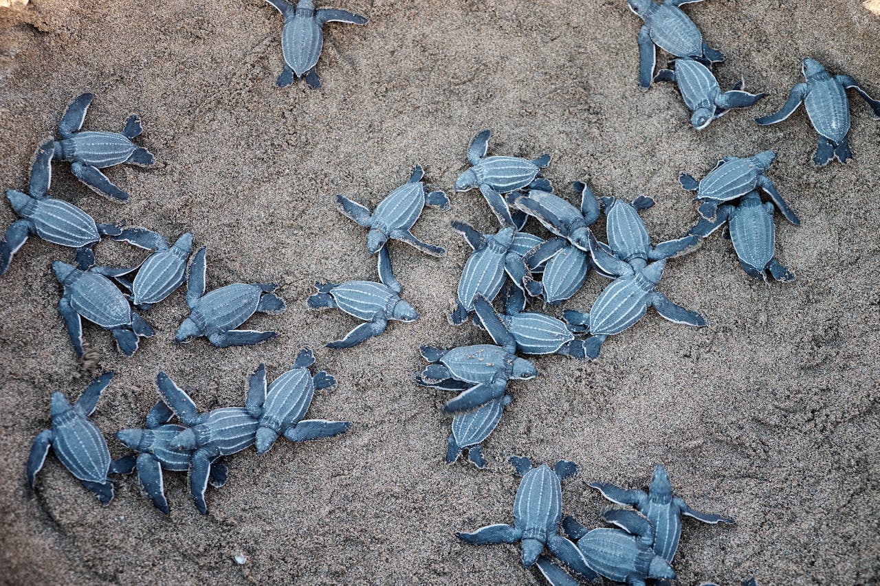 Turtle nest