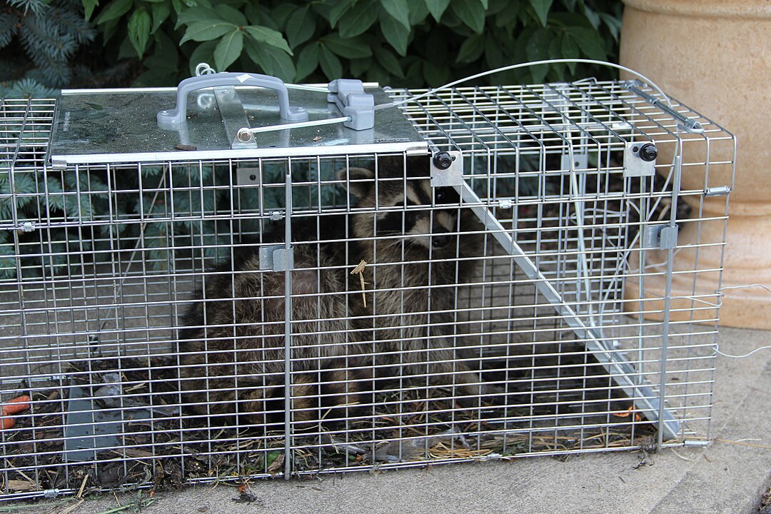 Wildlife Trapping And Relocation Without Permits