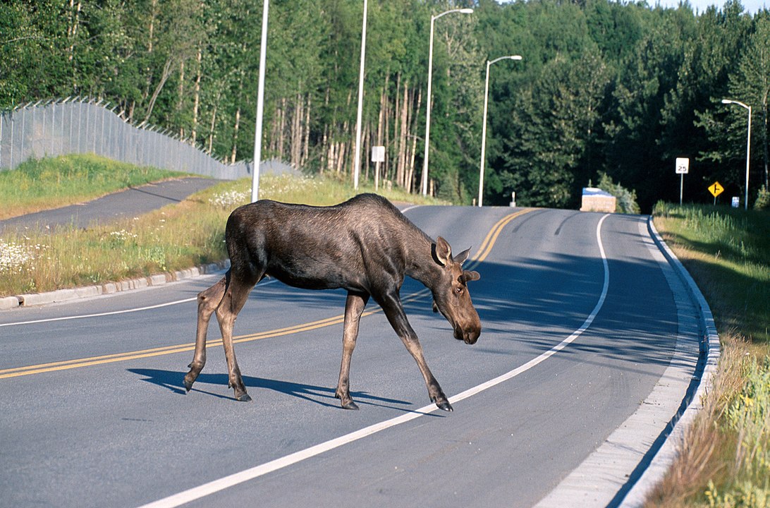 West Virginia Allows Roadkill Salvage