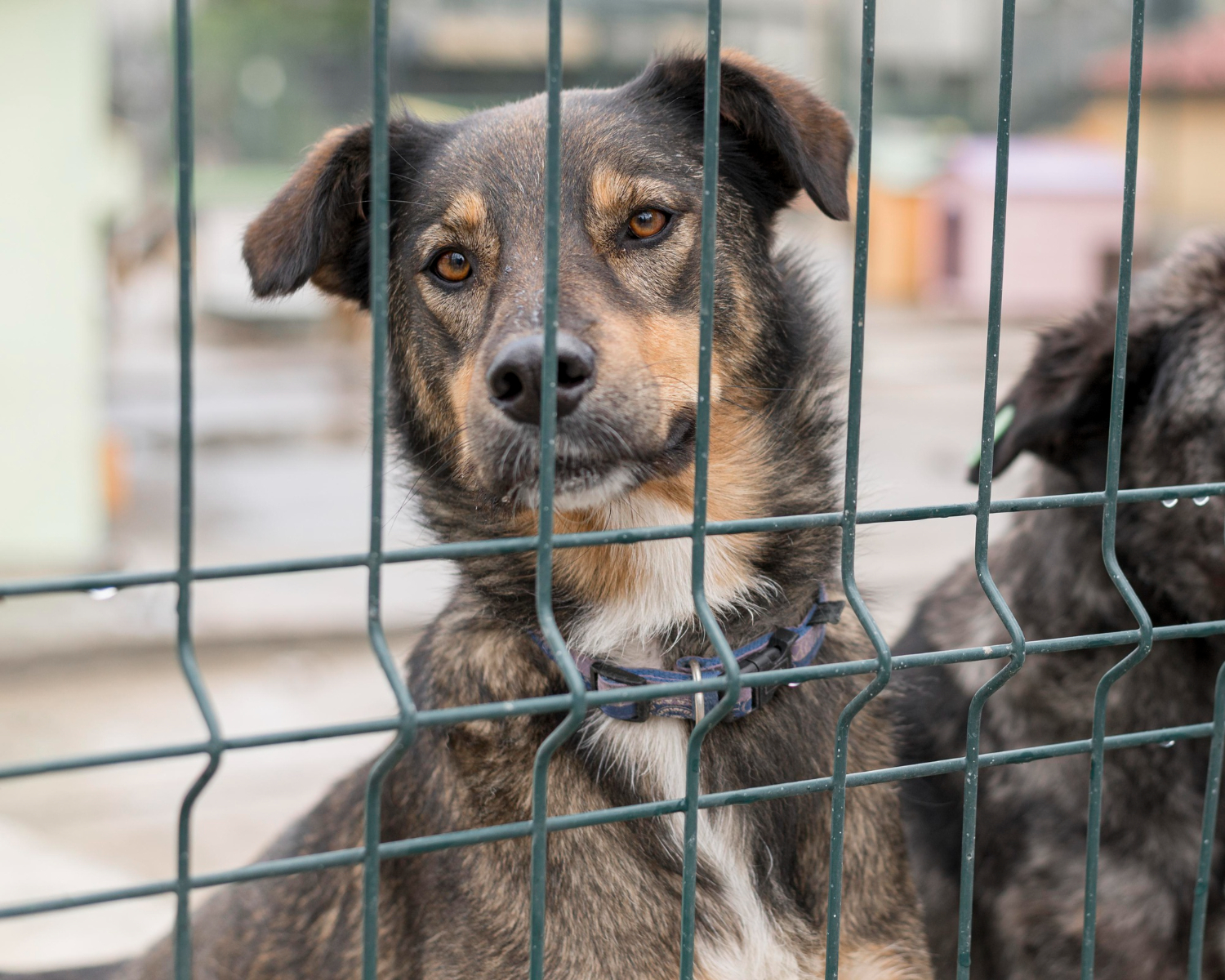 Unsecured Yards And Dogs At Large