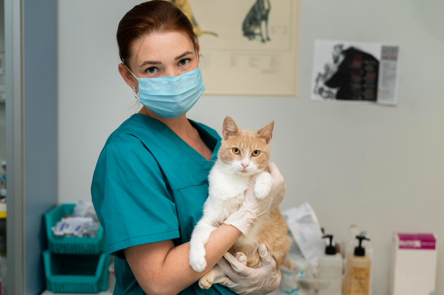 cat vet